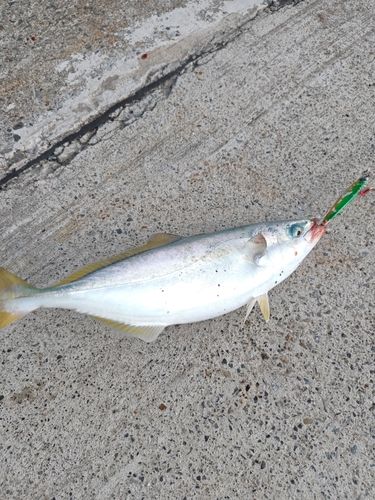 ヒラマサの釣果