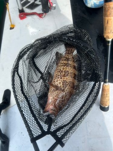 オオモンハタの釣果