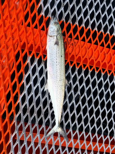 サゴシの釣果