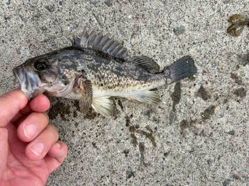クロソイの釣果