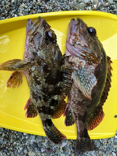 カサゴの釣果