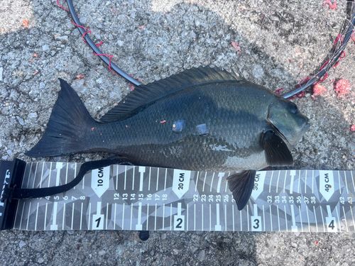 クチブトグレの釣果