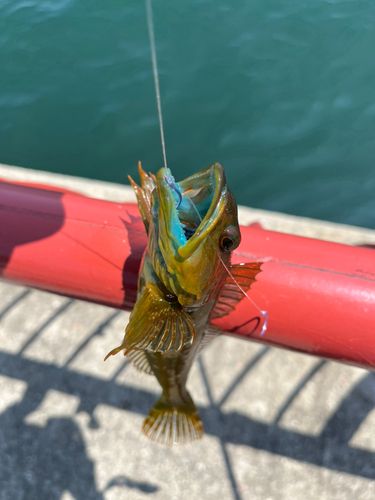 アナハゼの釣果