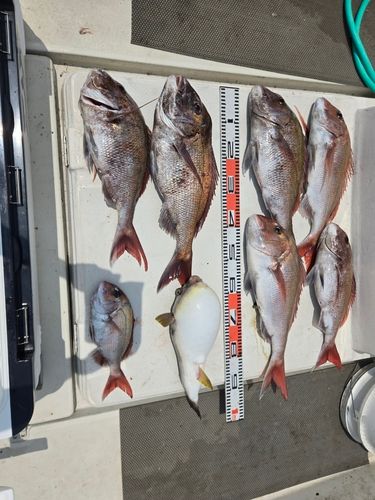マダイの釣果