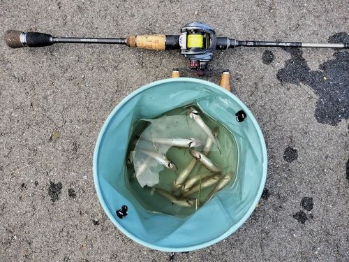 キスの釣果