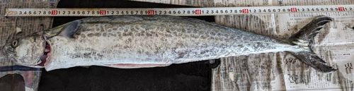 サゴシの釣果