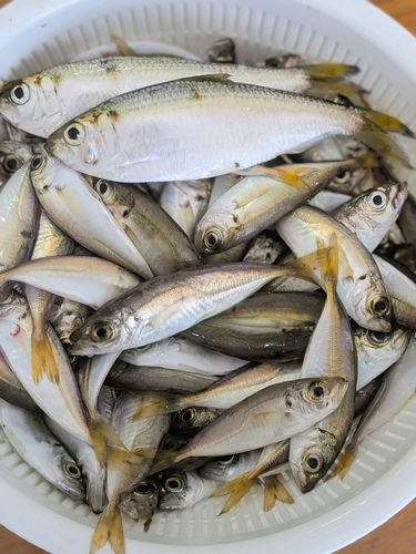 アジの釣果