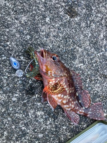 カサゴの釣果