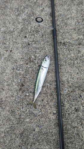 サバの釣果