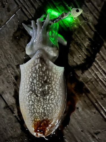 シリヤケイカの釣果