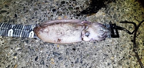 モンゴウイカの釣果