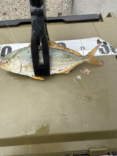釣果