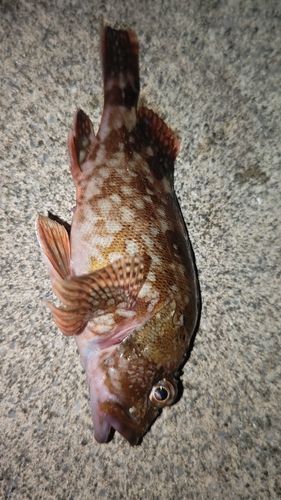 カサゴの釣果