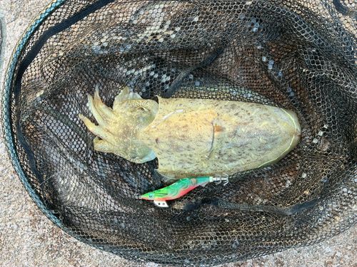 モンゴウイカの釣果