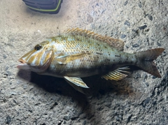 ハマフエフキの釣果