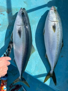 ヒラマサの釣果