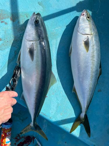 ヒラマサの釣果