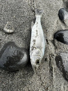 セイゴ（ヒラスズキ）の釣果