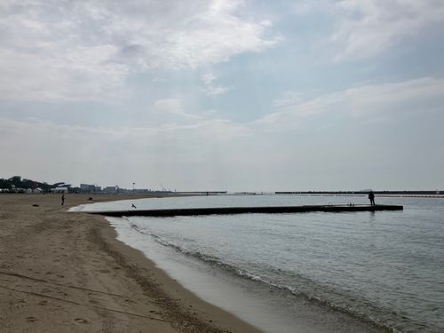 ベラの釣果