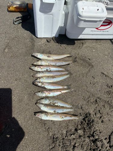 キスの釣果