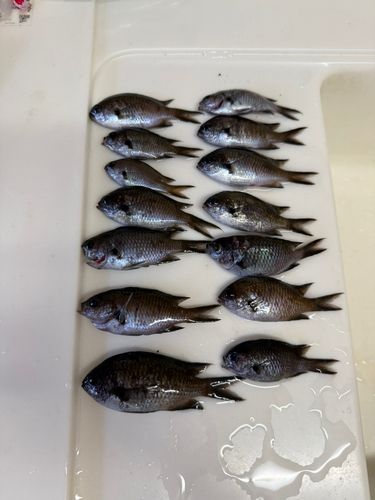 スズメダイの釣果
