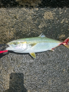 イナダの釣果