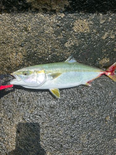 イナダの釣果