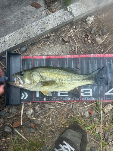 ブラックバスの釣果