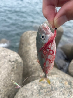 ワカシの釣果