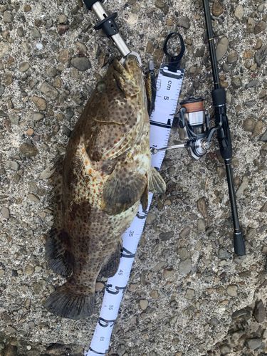 チャイロマルハタの釣果