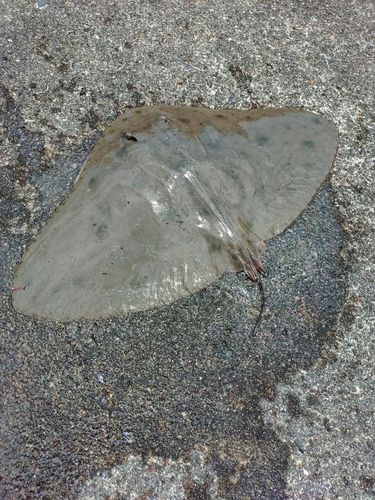ツバクロエイの釣果