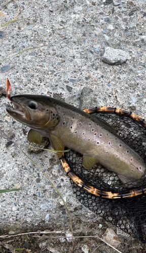 ブラウントラウトの釣果