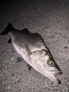 ヒラスズキの釣果