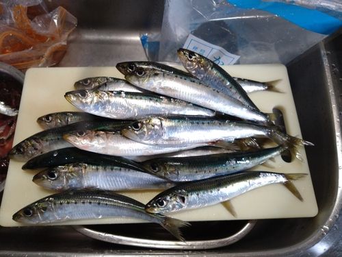 イワシの釣果