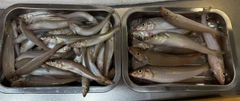 キスの釣果