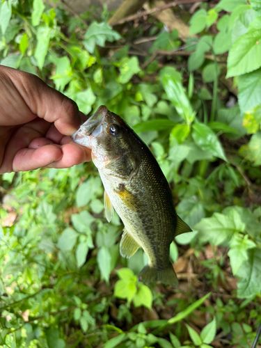 ラージマウスバスの釣果