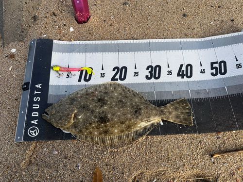 ヒラメの釣果
