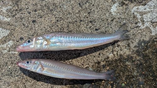 キスの釣果