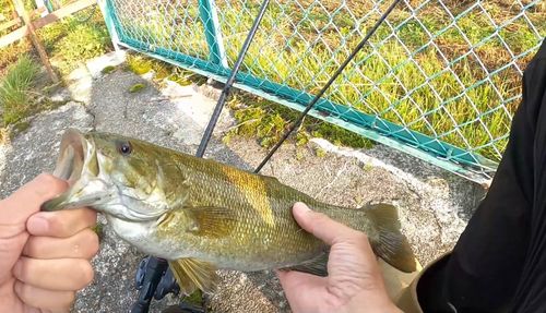 スモールマウスバスの釣果