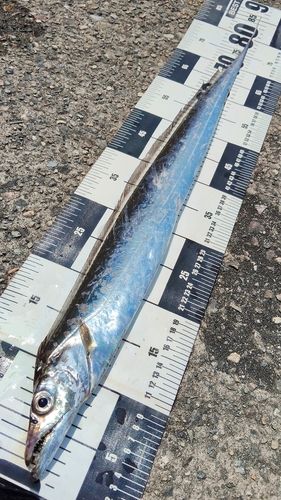 タチウオの釣果