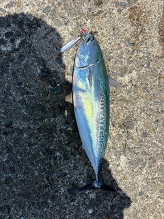 ソウダガツオの釣果