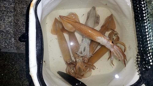 イカの釣果