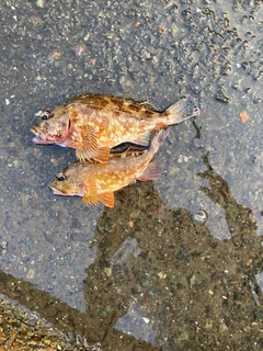 カサゴの釣果