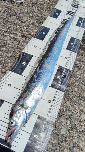 タチウオの釣果