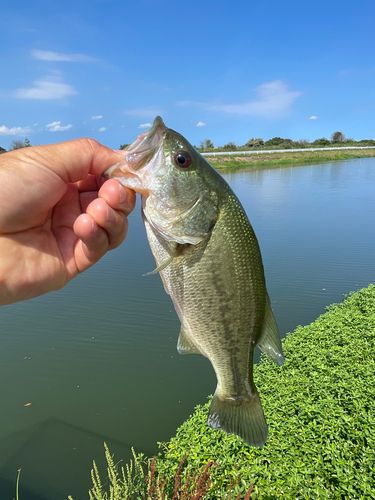 西の州水門で釣れたブラックバスの釣り・釣果情報 - アングラーズ