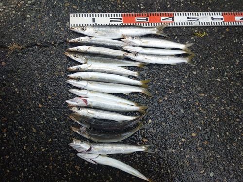 カマスの釣果