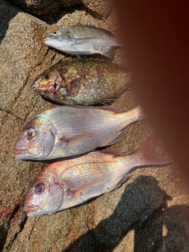 タイの釣果