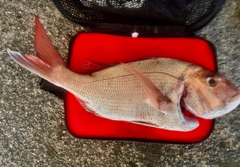 マダイの釣果