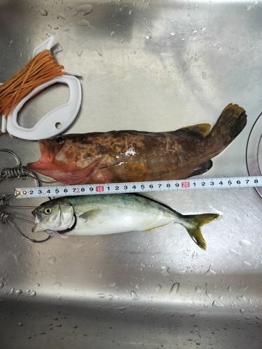 キジハタの釣果