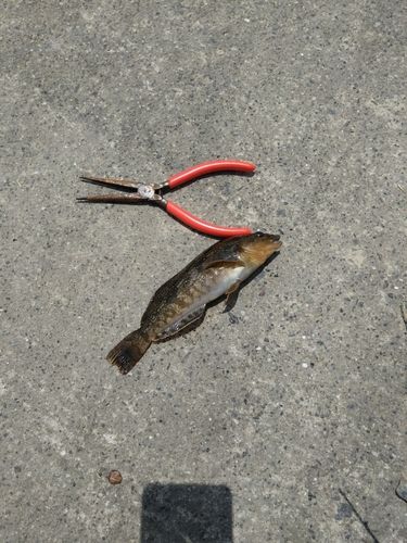 アイナメの釣果